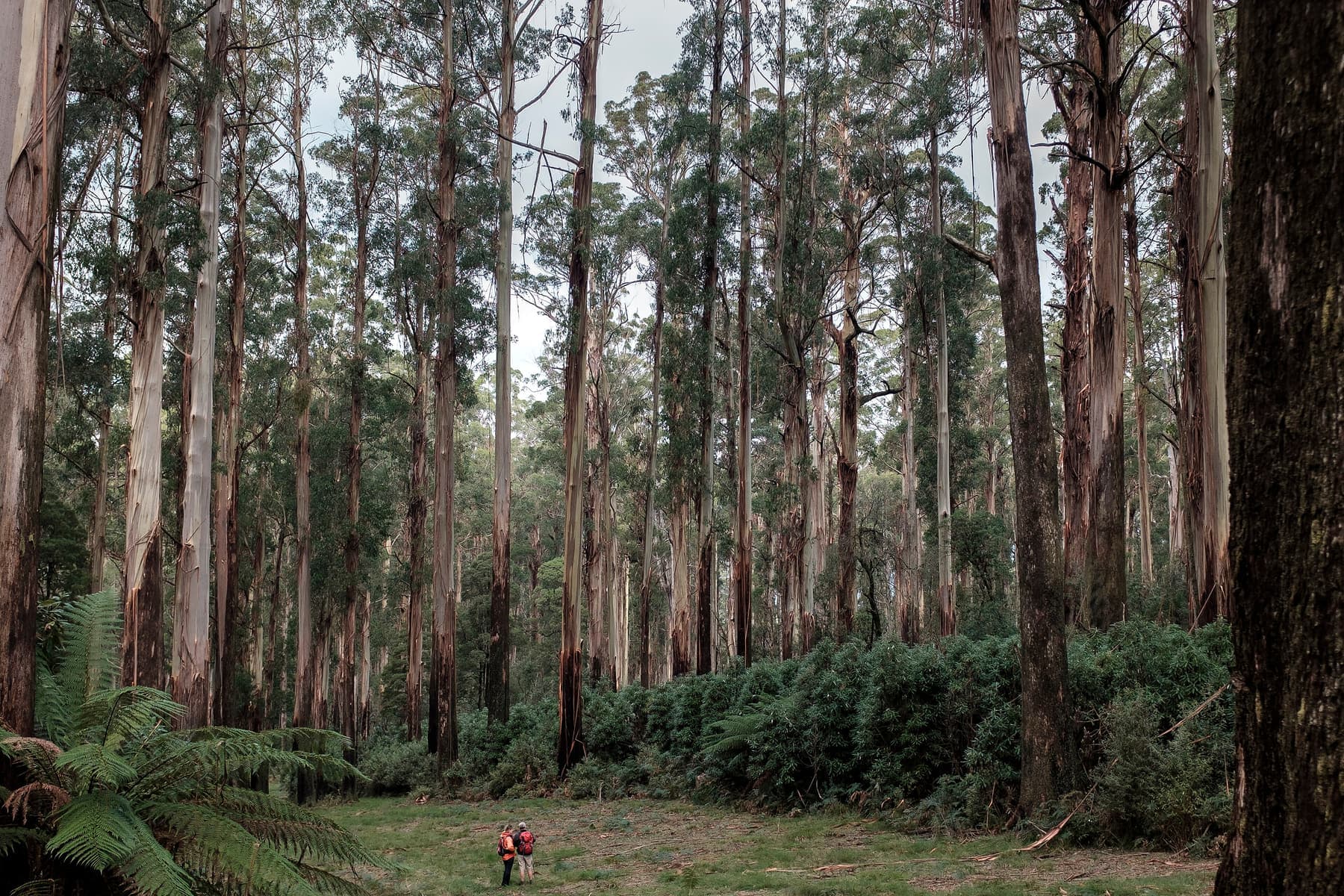 A grassy track through tall, straight mountain ash with tree ferns at their feet
