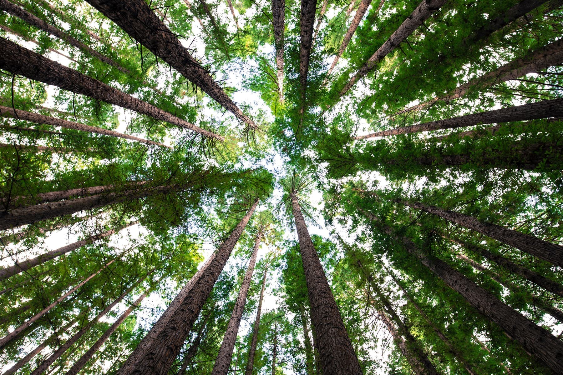 Looking straight up a ring of tall conifer trunks to the canopy at Warburton