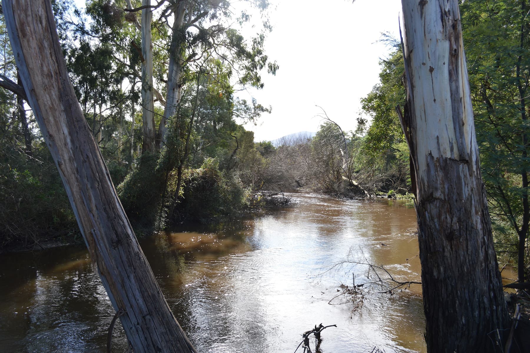 Pale gum trunks leaning over the brown water of the Yarra River