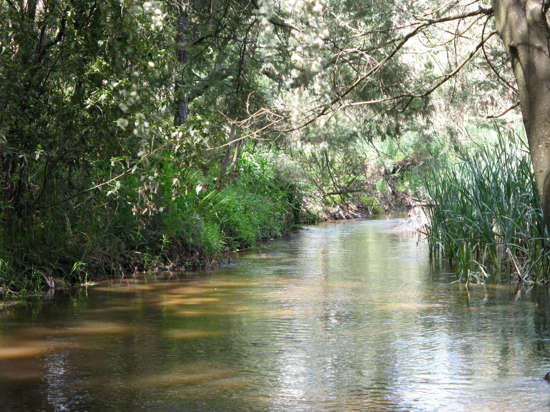 The Little Yarra River running between thick green banks of trees and reeds